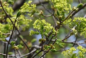 2025-04256613 Broad Meadow Brook, MA